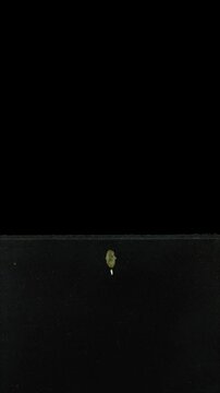 Courgette seed germinating and growing in rhizobox with ALPHA channel, vertical orientation