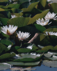 Blooming white water lilies and green leaves on the water on a sunny day. Lotus floating on the pond. Natural beauty of the water garden. Picturesque natural background.