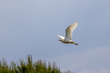 Cattle egret flying over green vegetation and blue sky