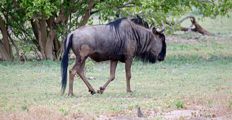 Naklejka premium Blue wildebeest in the Okavango delta