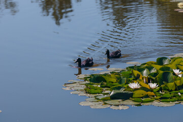 Blooming white water lilies and green leaves on the water on a sunny day. Lotus floating on the pond. Natural beauty of the water garden. Picturesque natural background.