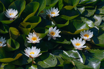 Blooming white water lilies and green leaves on the water on a sunny day. Lotus floating on the pond. Natural beauty of the water garden. Picturesque natural background.