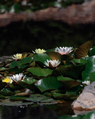 Blooming white water lilies and green leaves on the water on a sunny day. Lotus floating on the pond. Natural beauty of the water garden. Picturesque natural background.