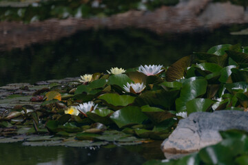 Blooming white water lilies and green leaves on the water on a sunny day. Lotus floating on the pond. Natural beauty of the water garden. Picturesque natural background.
