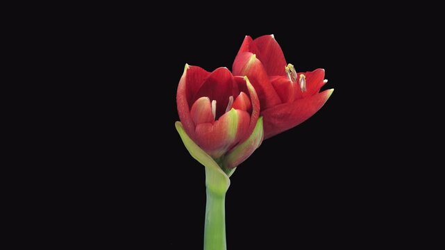 Time lapse of opening amaryllis Ferrari with ALPHA channel