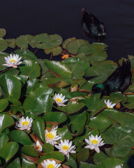 Blooming white water lilies and green leaves on the water on a sunny day. Lotus floating on the pond. Natural beauty of the water garden. Picturesque natural background.