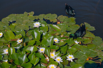 Blooming white water lilies and green leaves on the water on a sunny day. Lotus floating on the pond. Natural beauty of the water garden. Picturesque natural background.