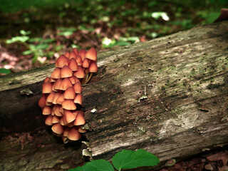 mushrooms on tree