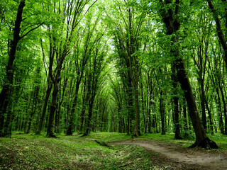 footpath in the forest