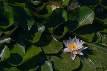 Blooming white water lilies and green leaves on the water on a sunny day. Lotus floating on the pond. Natural beauty of the water garden. Picturesque natural background.