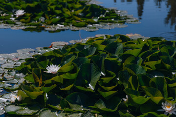 Blooming white water lilies and green leaves on the water on a sunny day. Lotus floating on the pond. Natural beauty of the water garden. Picturesque natural background.