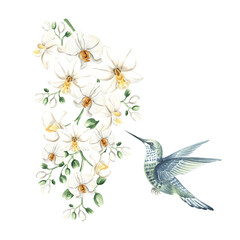 Flying hummingbird and branch of white orchid flowers watercolor illustration isolated. Hand drawn tropical blooming phalaenopsis and bird in realistic style. Floral clip art for rainforest design.