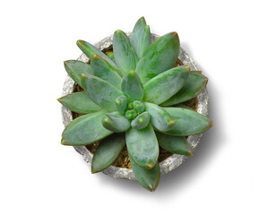 鉢植えの多肉植物。真上からのアングル