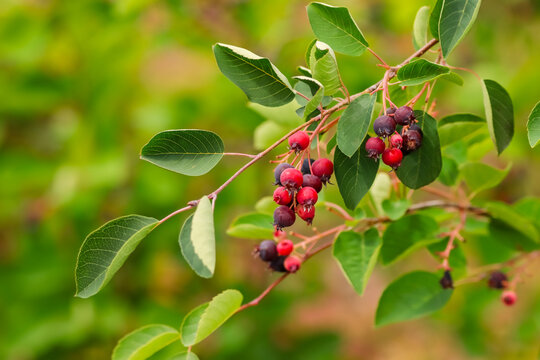 Beautiful summer bush Amelanchier alnifolia, the saskatoon berry, western serviceberry, western shadbush, or western juneberry, is a shrub. 
It bears an edible berry-like fruit. 