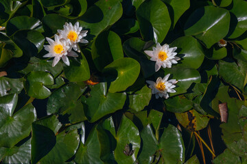 Blooming white water lilies and green leaves on the water on a sunny day. Lotus floating on the pond. Natural beauty of the water garden. Picturesque natural background.