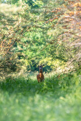 Ein Rehbock in einem grünen Wald