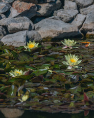 Blooming white water lilies and green leaves on the water on a sunny day. Lotus floating on the pond. Natural beauty of the water garden. Picturesque natural background.