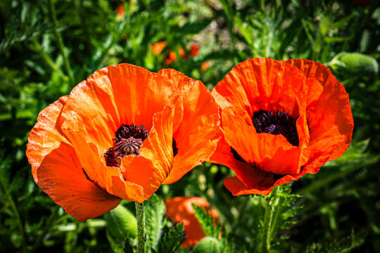 Makro rote Bl&uuml;te Klatschmohn