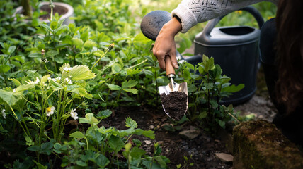 A woman uses a small shovel to dig in her thriving home garden. Lifestyle and ecological living captured in action. © Ambre