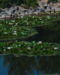 Blooming white water lilies and green leaves on the water on a sunny day. Lotus floating on the pond. Natural beauty of the water garden. Picturesque natural background.