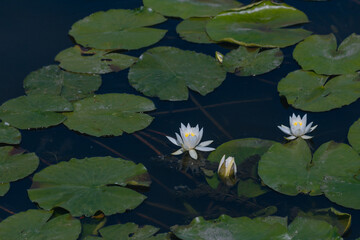 Blooming white water lilies and green leaves on the water on a sunny day. Lotus floating on the pond. Natural beauty of the water garden. Picturesque natural background.
