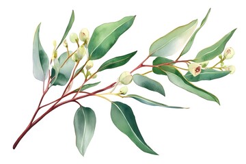 Obraz premium Watercolor eucalyptus branch clipart, detailed illustration on a white background