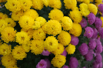 Vibrant Yellow and Purple Chrysanthemum Flowers in Bloom, nature concept background. 