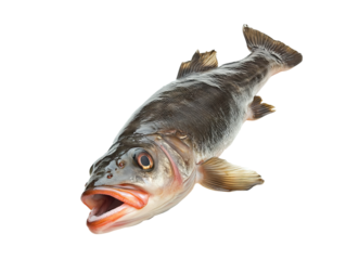 Professional Basa Fish