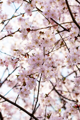 Close up of a cherry blossom tree with delicate pink spring flowers