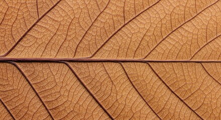 Close-up of a dried leaf's intricate vein structure.