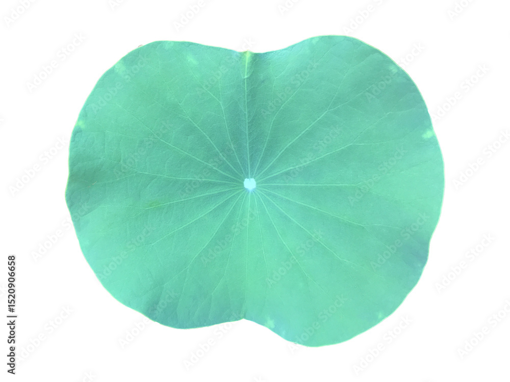 Wall mural single lotus leaf isolated on transparent background with clipping paths.