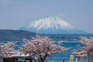 桜咲く洞爺湖畔から残雪の羊蹄山を望む