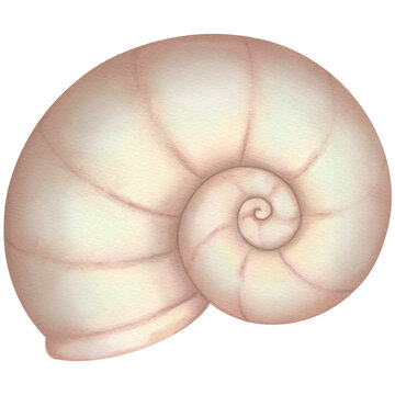 sea shells