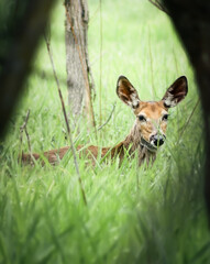 A deer blends quietly into tall grasses, watchful and calm. A serene image of wildlife camouflage in its natural environment.