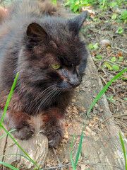 Majestic Long-Haired Cat with Intense Gaze