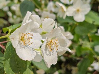 Pristine White Mock Orange Flowers with Golden Stamens