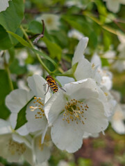 Hoverfly Pollinating White Mock Orange Flower