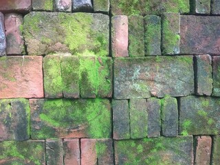 The arrangement of bricks in the yard has long been covered in moss due to exposure to changes in...