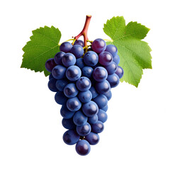 Fototapeta premium A cluster of ripe, dark blue grapes with vibrant green leaves attached. cut out. transparent background