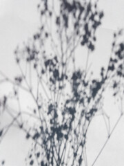Botanical Shadow on White Wall Minimalist Natural Background