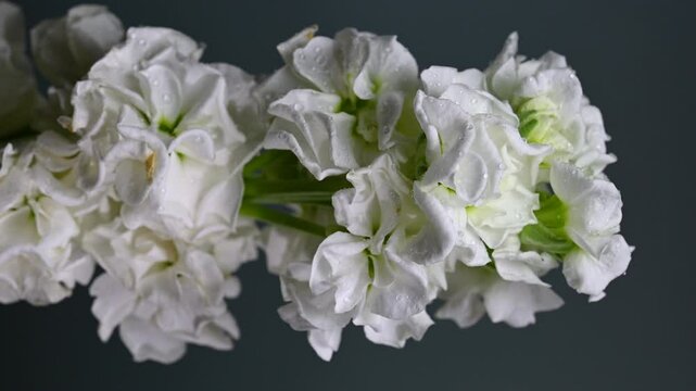 Graceful white matthiola Bloom, color Background vertical video
