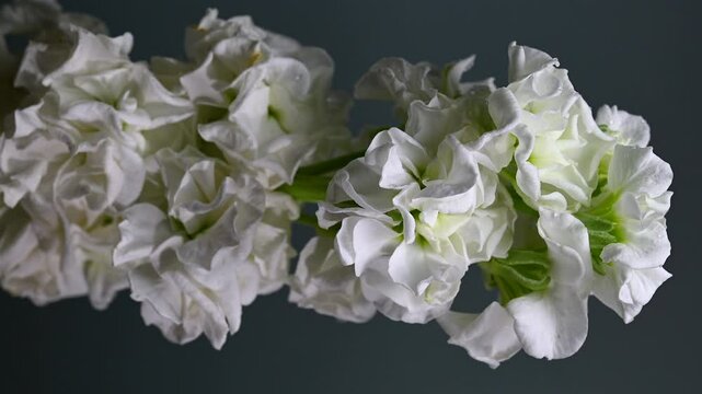 Graceful white matthiola Bloom, color Background vertical video