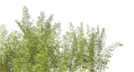 Bamboo trees canopy with transparent background 3d