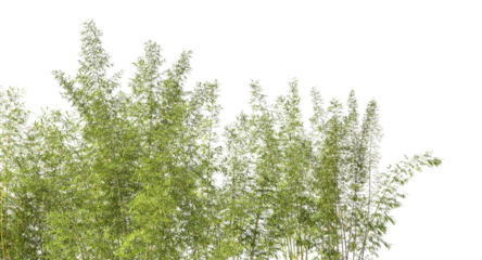 Bamboo trees canopy with transparent background 3d