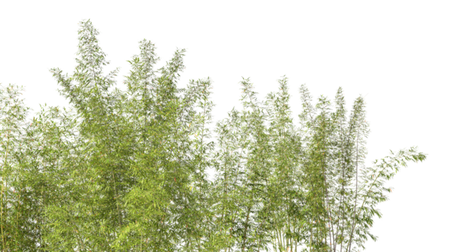 Bamboo trees canopy with transparent background 3d