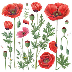 Fototapeta premium Botanical Illustration Of Diverse Poppy Flowers And Seed Capsules. Vintage Style Floral Arrangement Isolated On White Backdrop.