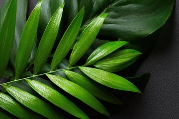 Obraz premium Clo ise-up flat lay of green tropical leave is and palm frond is with dark natural background, empha isizing lu ish foliage and vibrant texture is.