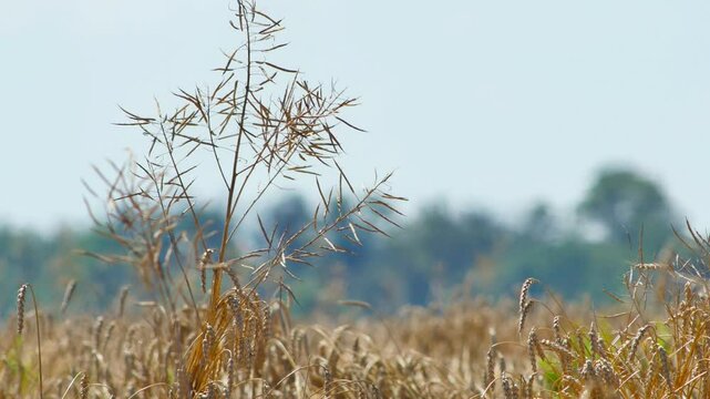 Heat haze, mirage and air shimmer over ripe wheat field in extreme heat. Floating and shimmering video with soft focus. Global warming, weather extremes and climate change concept video