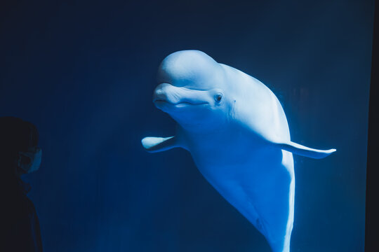 Cute marine life beluga whale
