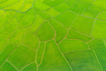 Aerial shots of green rice paddy field.